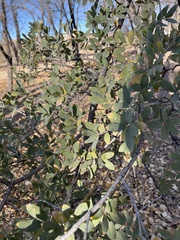 Quercus grisea