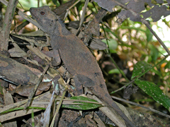 Acanthosaura lepidogaster