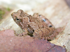 Microhyla berdmorei