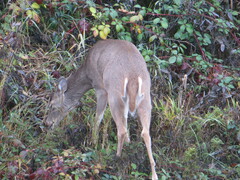 Odocoileus virginianus leucurus