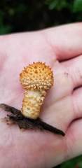 Pholiota