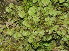 Catharomnion ciliatum