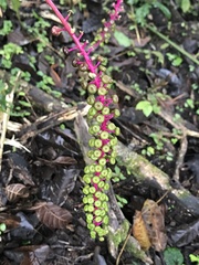 Phytolacca rivinoides
