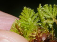 Catharomnion ciliatum