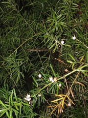 Asparagus aethiopicus