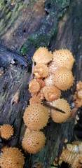 Pholiota