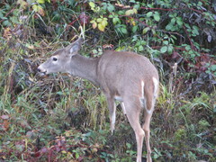 Odocoileus virginianus leucurus