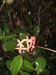 Ixora coccinea
