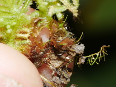 Catharomnion ciliatum