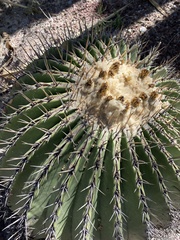 Echinocactus platyacanthus