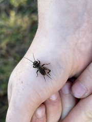 Gryllus pennsylvanicus