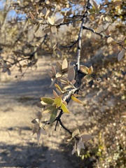 Quercus grisea