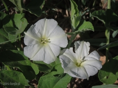 Convolvulus