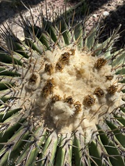 Echinocactus platyacanthus