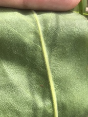 Solidago rigida rigida