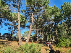 Pinus pinaster
