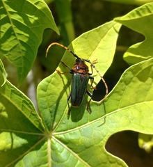 Retrachydes thoracicus