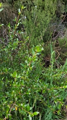 Coprosma ×cunninghamii