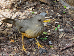 Turdus olivaceus