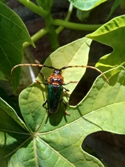 Retrachydes thoracicus