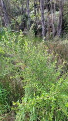 Coprosma ×cunninghamii