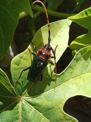 Retrachydes thoracicus