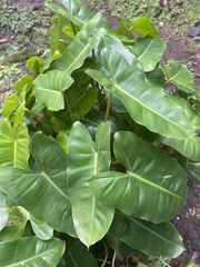 Alocasia macrorrhizos