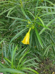 Cascabela thevetia