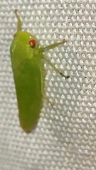 Selenomorphini