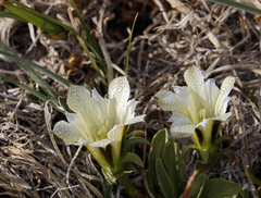 Gentiana newberryi tiogana