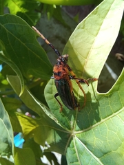 Retrachydes thoracicus