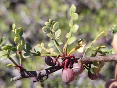 Bursera exequielii
