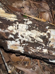 Steccherinum ochraceum