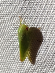 Selenomorphini