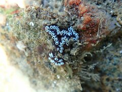 Botrylloides diegensis