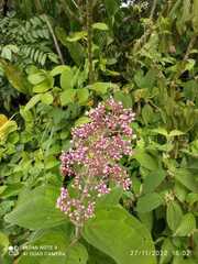 Miconia subcrustulata