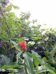 Costus pulverulentus