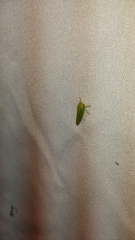 Selenomorphini