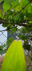 Vitis vinifera