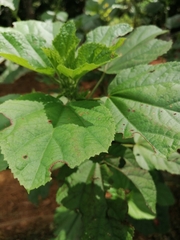 Urera caracasana