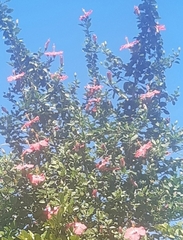 Hibiscus rosa-sinensis