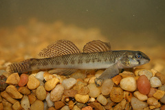 Etheostoma olmstedi