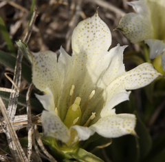 Gentiana newberryi tiogana