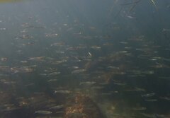 Atherinops affinis