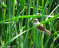 Acrocephalus gracilirostris