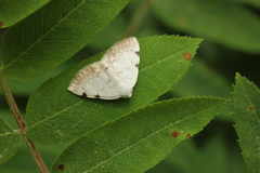 Lomographa bimaculata