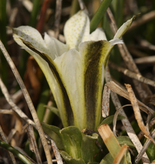 Gentiana newberryi tiogana