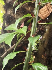 Leuenbergeria bleo