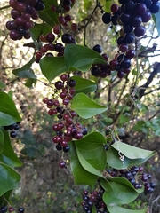 Smilax aspera image