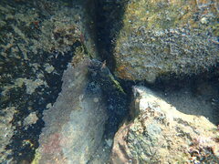 Hypsoblennius gentilis